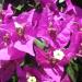 bougainvillier