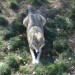 Canis Lupus Lupus