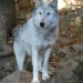 Loup du Canada