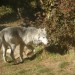 Canis Lupus Mackenzii